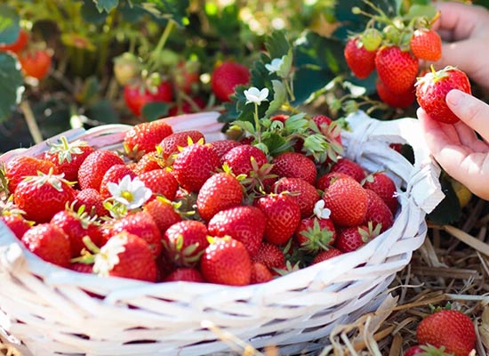 Kuidas suurendada maasikate saaki? Rikkalik maasikate viljumine.