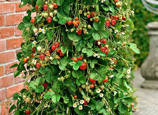 Kuidas kasvatada maasikaid PVC-torudes?