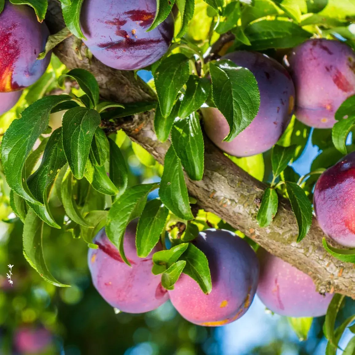 Kuidas istutada viljapuid paljasjuursete istikutena? Samm-sammuline juhend