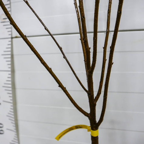 Hapukirsipuu Nana – paljasjuursed istikud