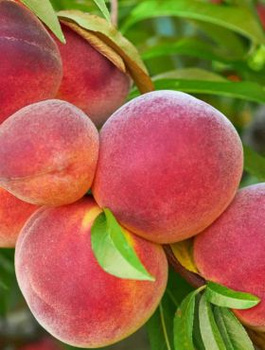 Virsikupuu Harrow Diamond – paljasjuursed istikud