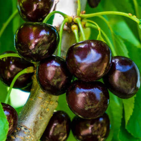 Czereśnia półkarłowa Narana czarne i duże czereśnie START PACK ®