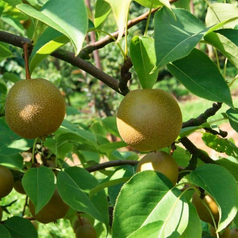 Pirnipuu Aasia Early Shu – paljasjuursed istikud