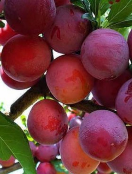 Ploom-virsikupuu Kuban – paljasjuursed istikud