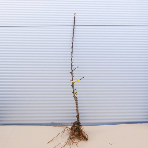 Õunapuu Grafsztynek – paljasjuursed istikud