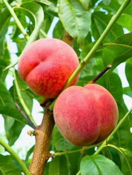 Virsikupuu Favorita Morettini – paljasjuursed istikud