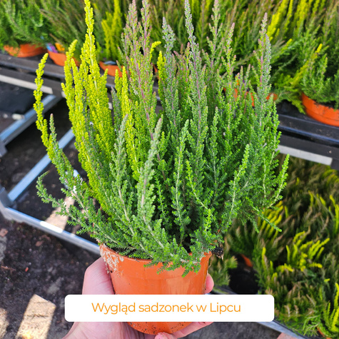 Kanarbik ‘Tricolor Trio Mix’ – istikud