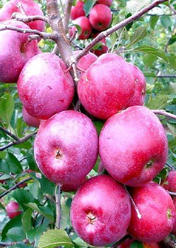 Õunapuu Florina – paljasjuursed istikud