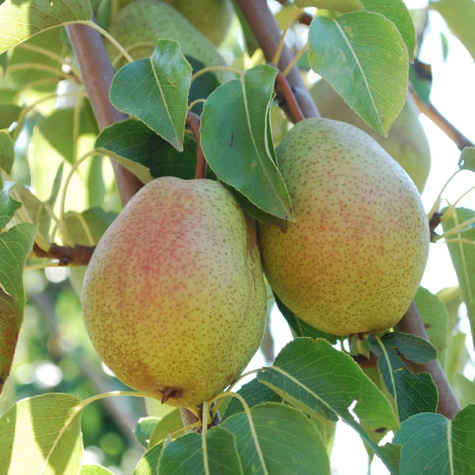 Pirnipuu Klapsa Faworytka – paljasjuursed istikud