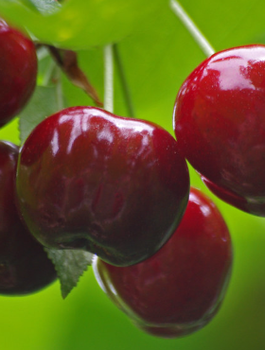 Hapukirsipuu Groniasta z UJF – paljasjuursed istikud