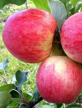 Õunapuu Celesta – paljasjuursed istikud