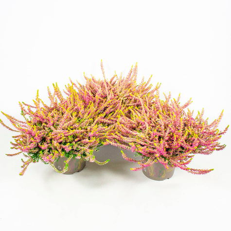 Kanarbik 'Skyline Golden Angie', põlev – istikud