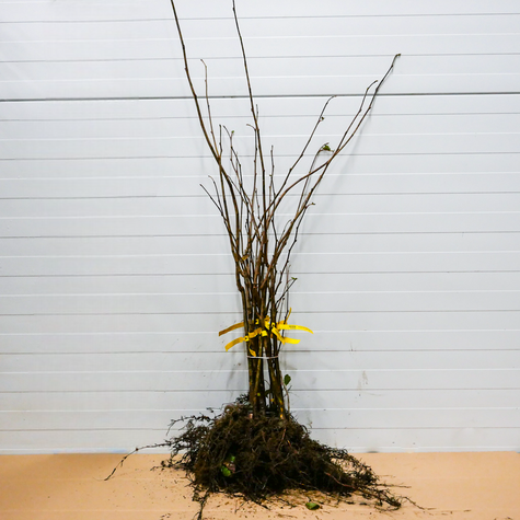 Sarapuu Webba Cenny – paljasjuursed istikud