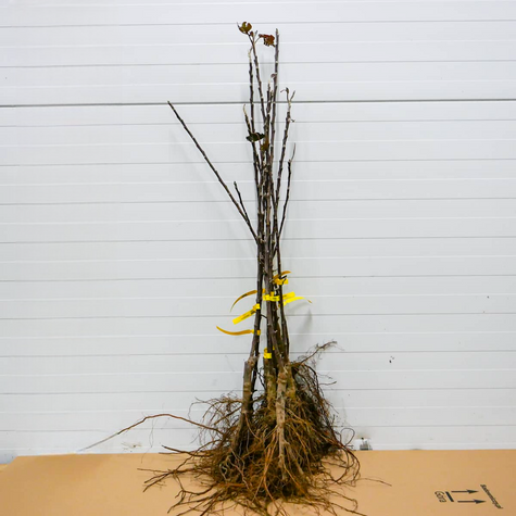 Õunapuu Rubin – paljasjuursed istikud