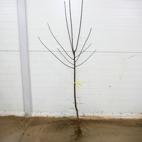 Ploomipuu Renklode Althana – paljasjuursed istikud