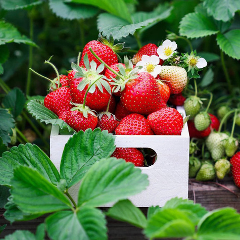 "Kent" varajane - Maasikataimed 10 tk