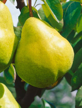 Pirnipuu Blanka – paljasjuursed istikud