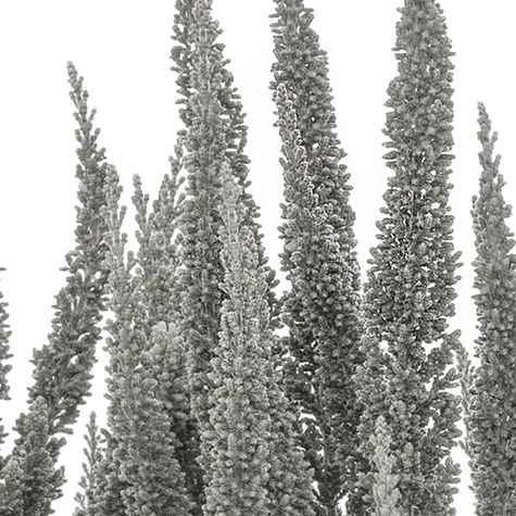 Skyline Cologne hõbedane kanarbik – istikud