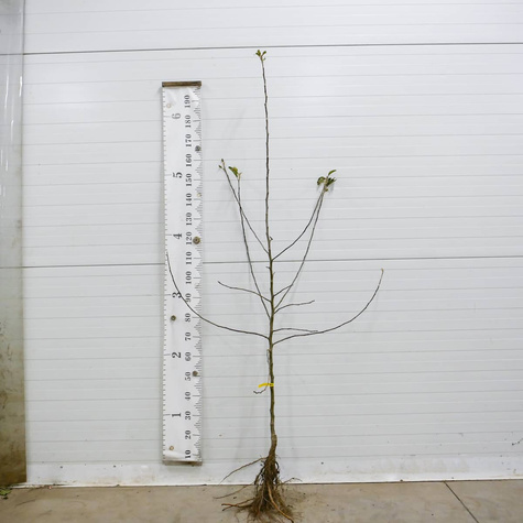 Õunapuu Jonagold DeCosta – paljasjuursed istikud