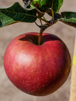 Õunapuu Elise – paljasjuursed istikud