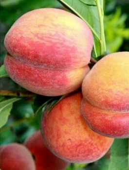 Virsikupuu Maycrest – paljasjuursed istikud