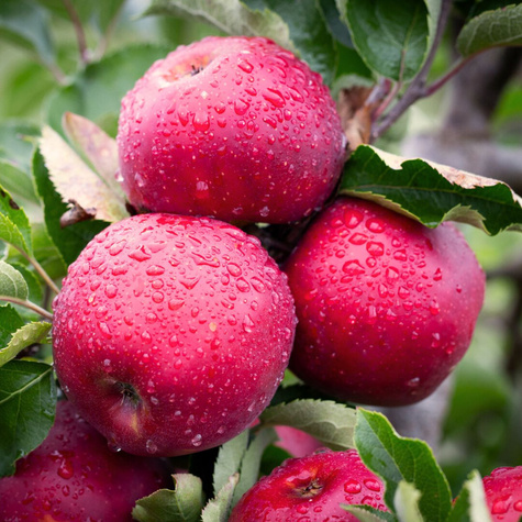 Õunapuu Jonaprince – paljasjuursed istikud