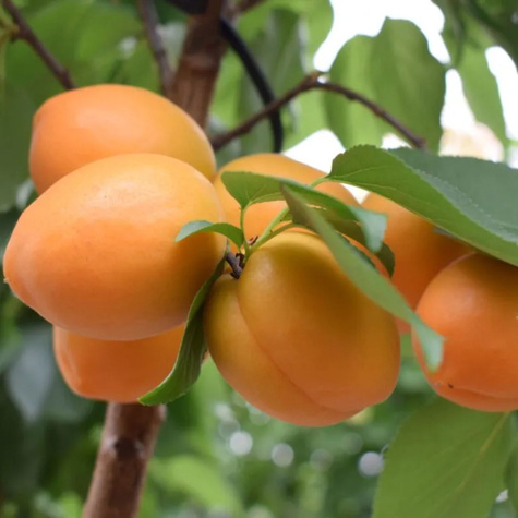 Aprikoosipuu Compacta sambakujuline vorm – paljasjuursed istikud