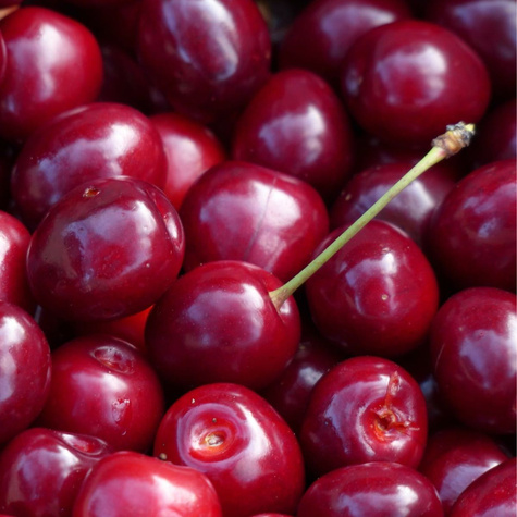 Hapukirsipuu Pandy 103 – paljasjuursed istikud