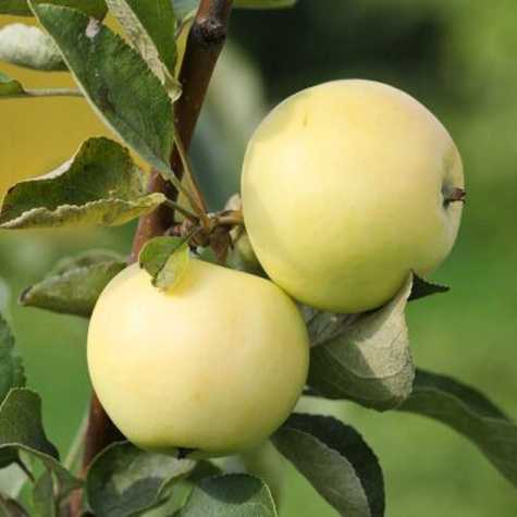 Jabłoń Papierówka Staropolska START PACK
