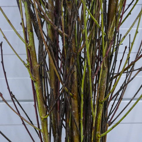 Virsikupuu Rakoniewicka – paljasjuursed istikud