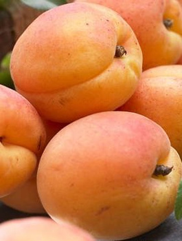 Aprikoosipuu Madarska – paljasjuursed istikud