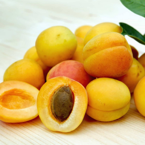 Morela Wczesna z Morden START PACK