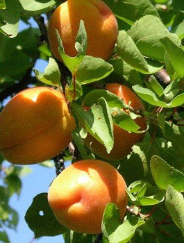 Aprikoosipuu Goldrich – paljasjuursed istikud