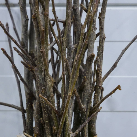 Õunapuu Geneva Early – paljasjuursed istikud