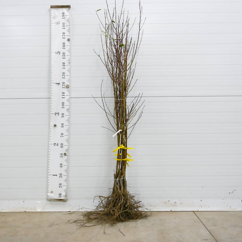 Nektariinipuu Flatryna (lamedaviljeline) – paljasjuursed i