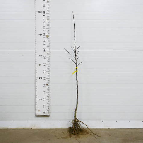 Õunapuu Antonowka suhkrune – paljasjuursed istikud