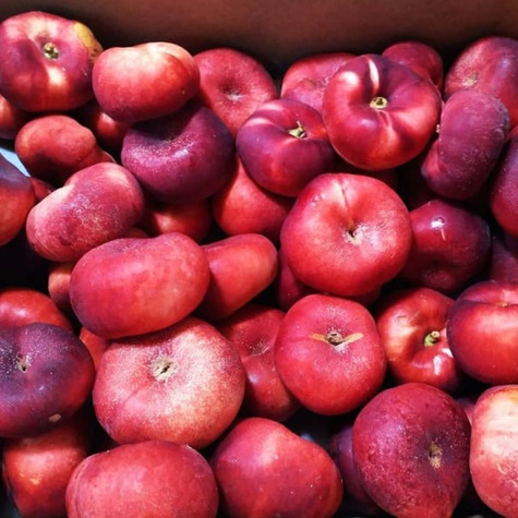 Nektariinipuu Flatryna (lamedaviljeline) – paljasjuursed i