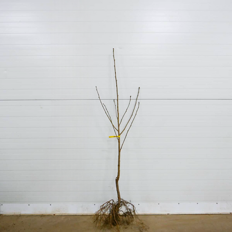 Maguskirsipuu Sweetheart – paljasjuursed istikud