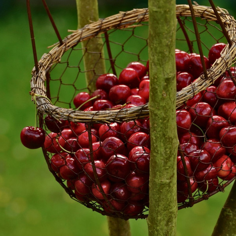 Maguskirsipuu Majowka – paljasjuursed istikud