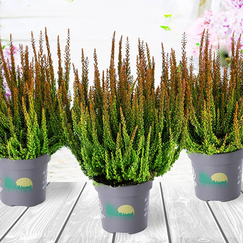 Kanarbik Skyline Pretoria pruun – istikud