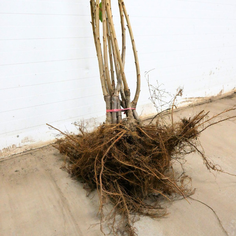 Maguskirsipuu Sam – paljasjuursed istikud