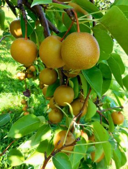 Pirnipuu Aasia Hosui – paljasjuursed istikud