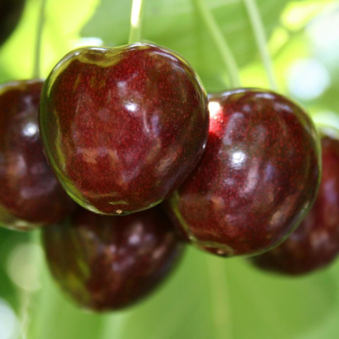 Maguskirsipuu Siestronka – paljasjuursed istikud