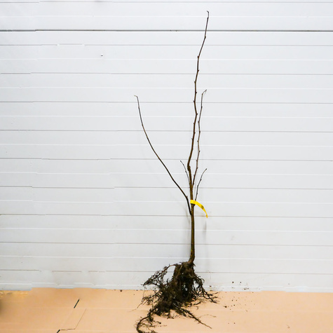 Pirnipuu Barcelonski – paljasjuursed istikud