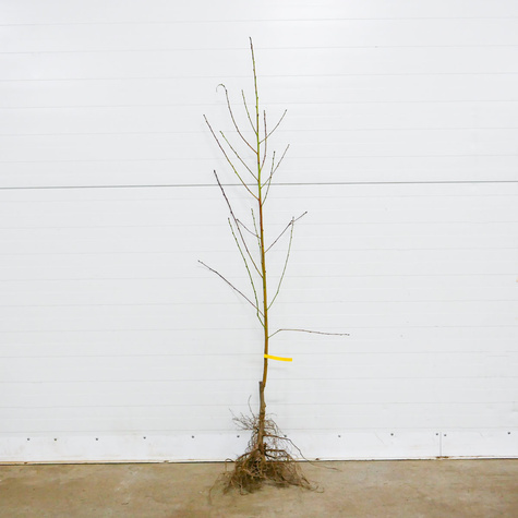 Virsikupuu Redhaven – paljasjuursed istikud