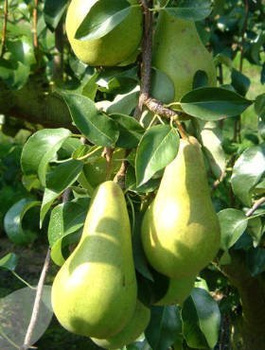 Pirnipuu Concorde – paljasjuursed istikud