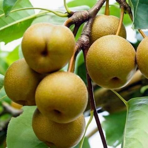 Grusza azjatycka Early Shu START PACK