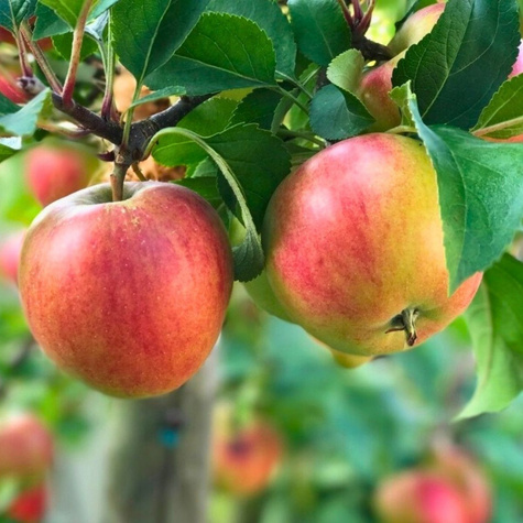 Õunapuu Rajka – paljasjuursed istikud