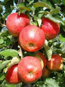 Õunapuu Jonagored – paljasjuursed istikud