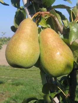 Pirnipuu Amfora – paljasjuursed istikud